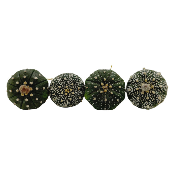 Astrophytum asterias | Sand Dollar Cactus