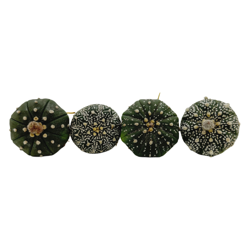 Astrophytum asterias | Sand Dollar Cactus