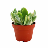 Crassula Ovata Tricolor | Tricolor Jade Plant