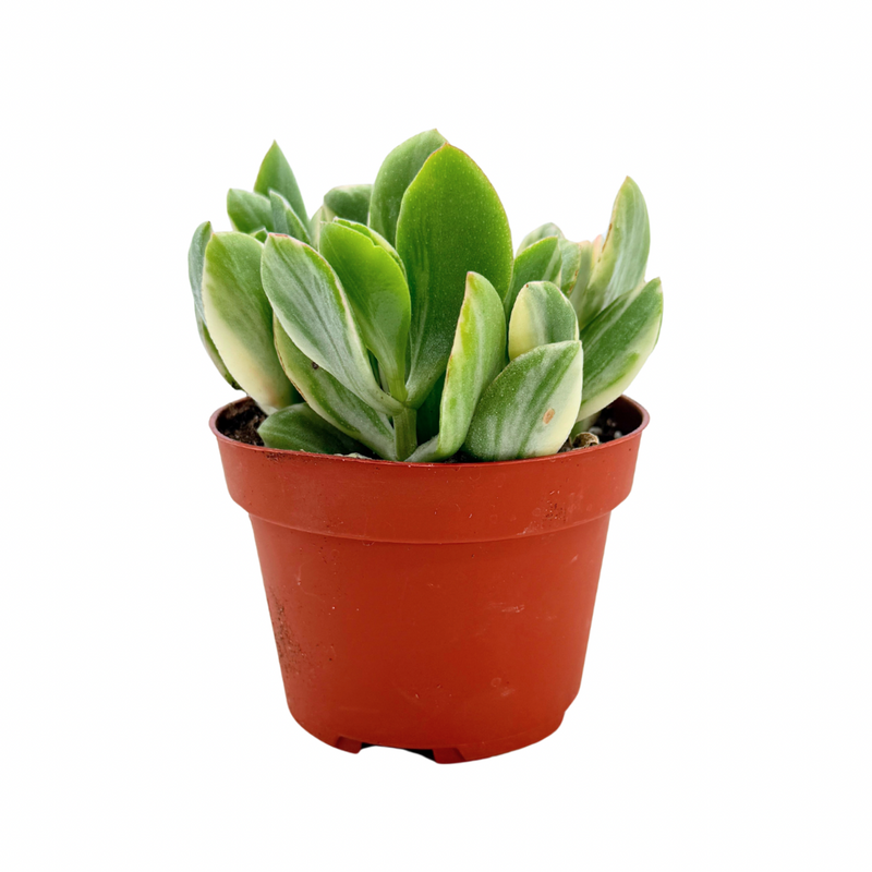 Crassula Ovata Tricolor