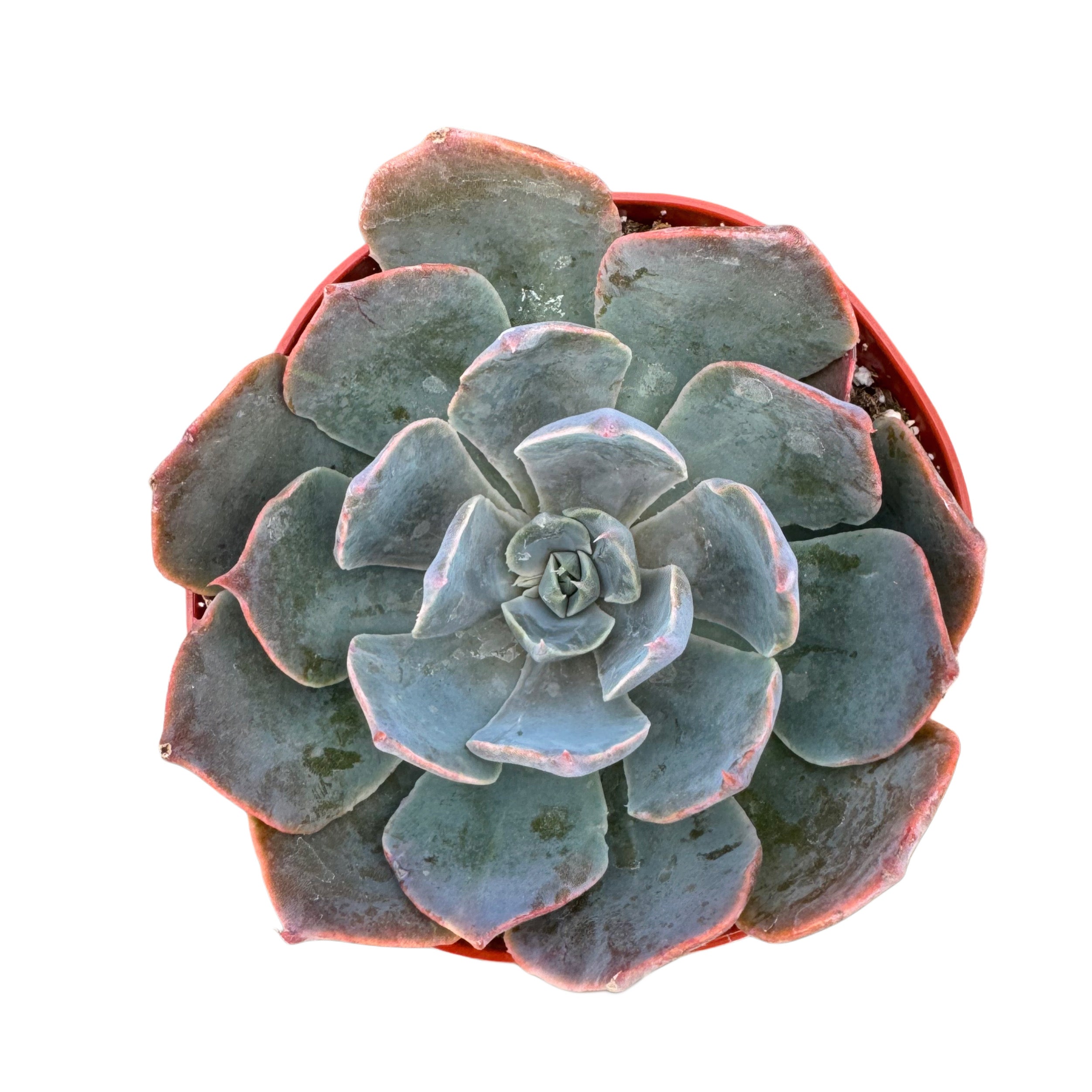 blue prince succulent Echeveria Blue Prince – Lazy Gardens