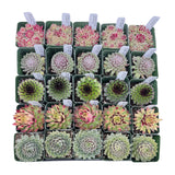 Assorted Sempervivum