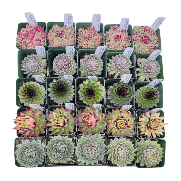 Assorted Sempervivum