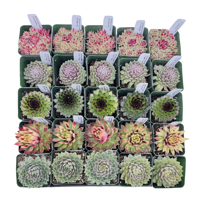 Assorted Sempervivum