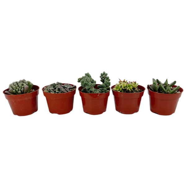 Assorted Living Stones (Mimicry) - Lazy Gardens