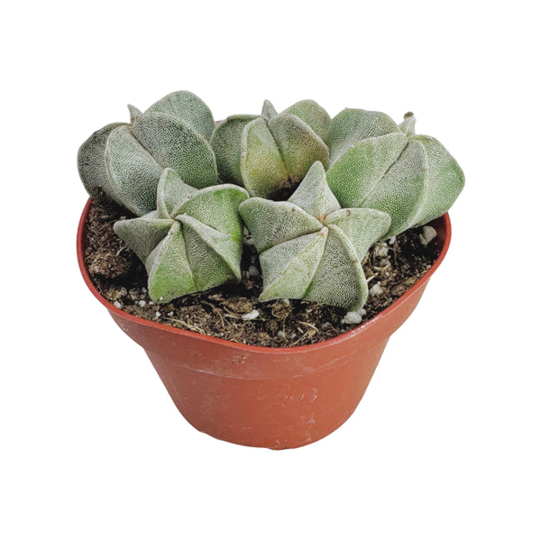Astrophytum myriostigma Cluster | Bishop's Cap Cactus Cluster