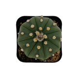 Astrophytum asterias | Sand dollar cactus cultivar ‘Nudem’ for sale by Lazy Gardens. USA grown. 