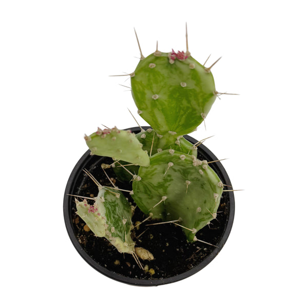Opuntia jamaicensis f. variegata 'Ghost' | Variegated Ghost Prickly Pear