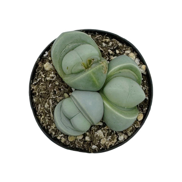 Argyoderma Pearsonii | Stone Plant - Lazy Gardens
