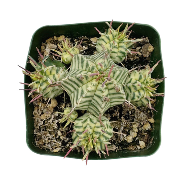 Euphorbia meloformis Variegata | Variegated Melon Spurge