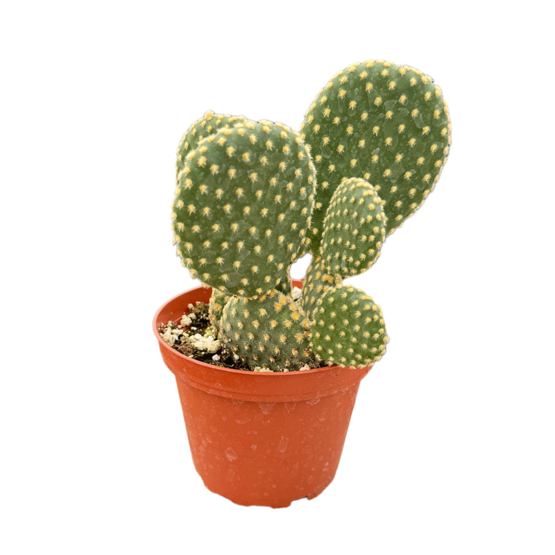 Opuntia microdasys 'Honey Mike' | Yellow Bunny Ears Cactus | - Lazy Gardens