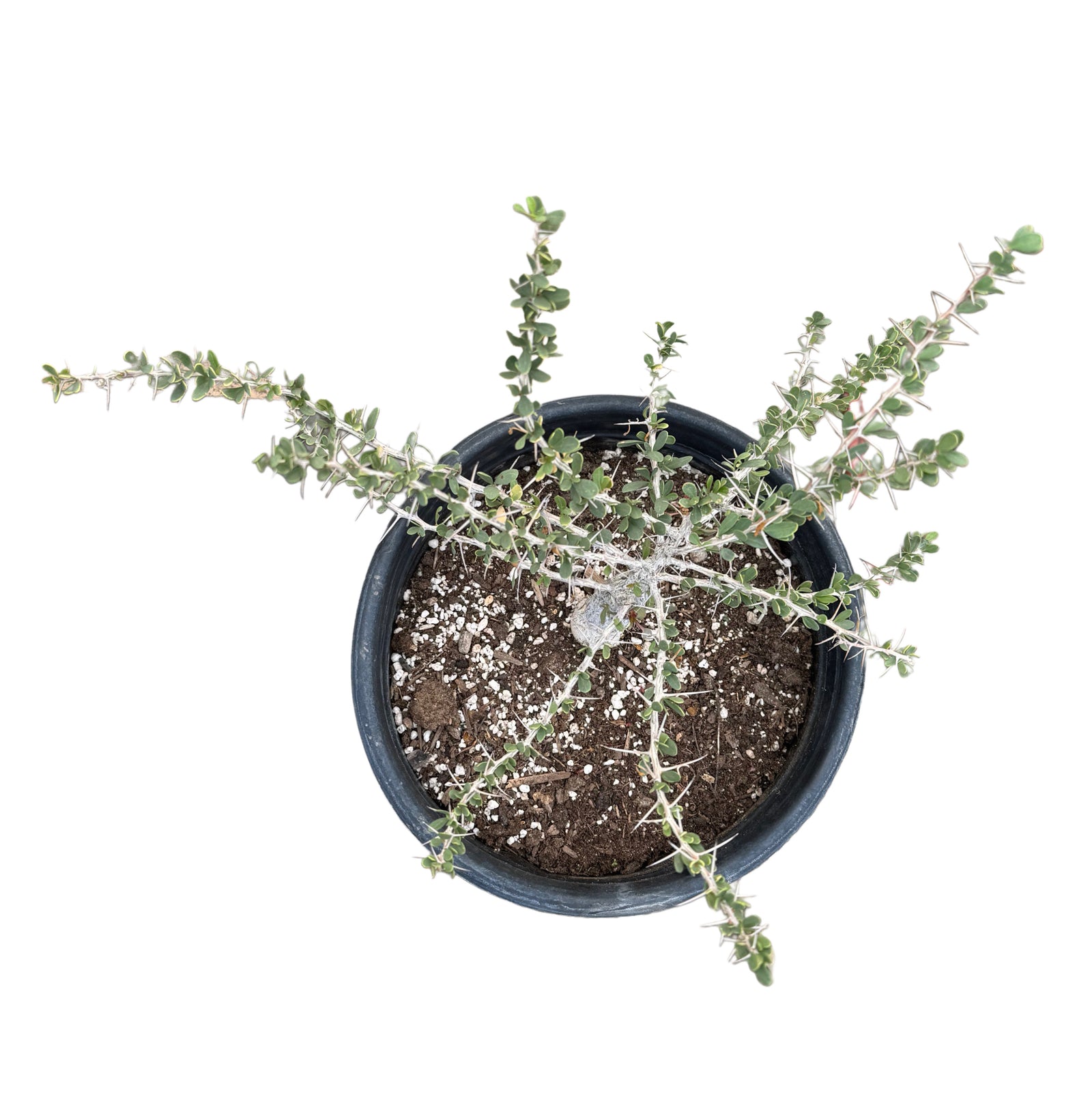 Fouquieria columnaris | Boojum tree – Lazy Gardens