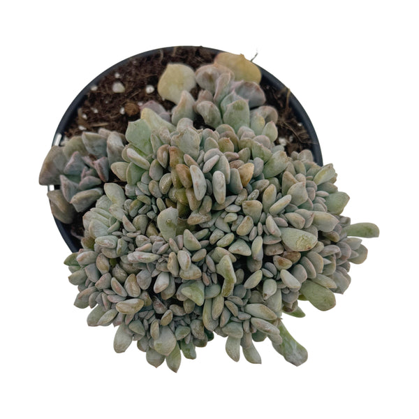 Echeveria Cubic Frost Cristata | Crested Cubic Frost