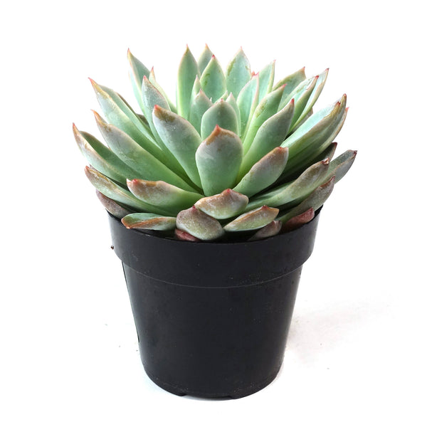 Echeveria Violet Queen - Lazy Gardens