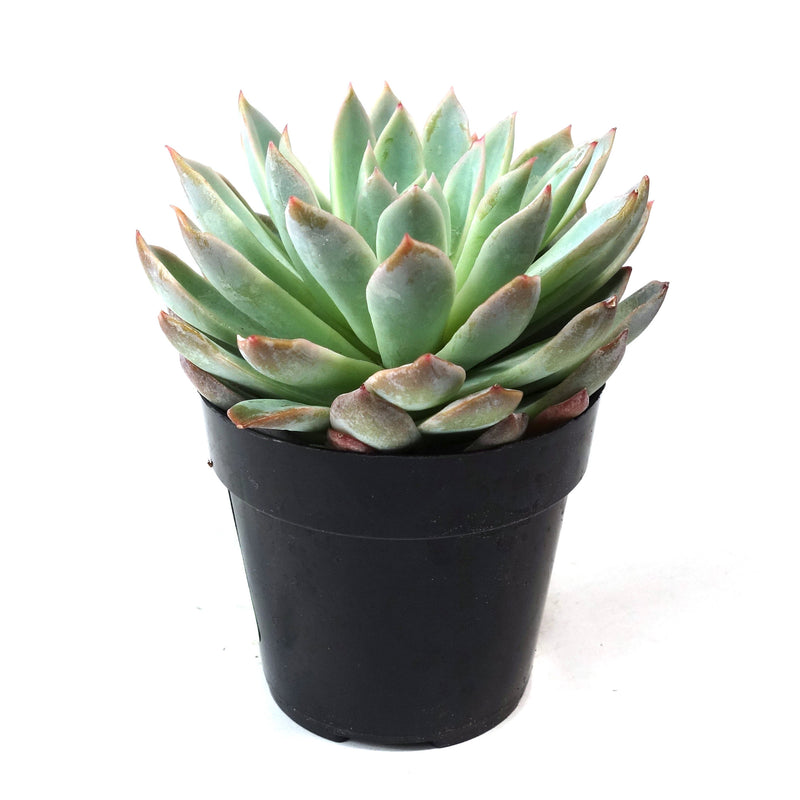 Echeveria Violet Queen - Lazy Gardens