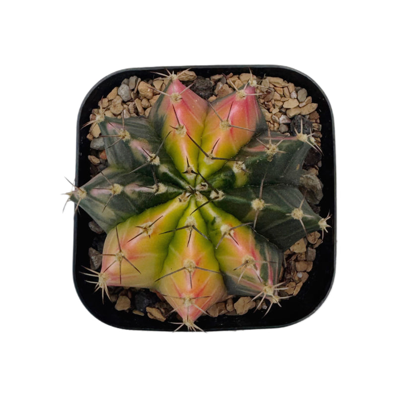 Gymnocalycium mihanovichii variegata