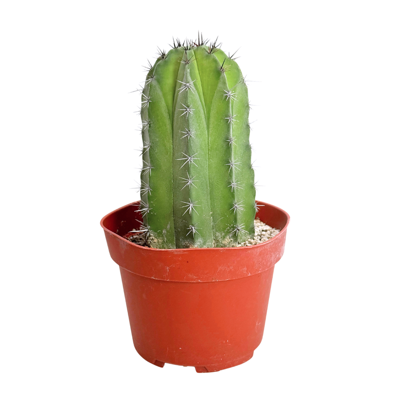 Polaskia Chichipe