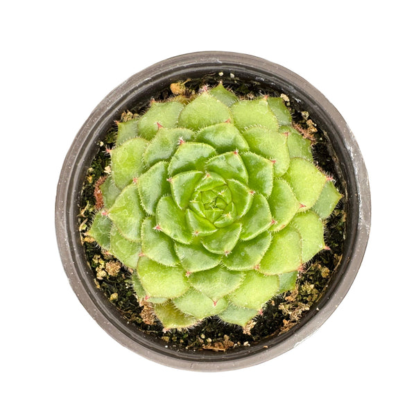 Echeveria Setosa - Lazy Gardens