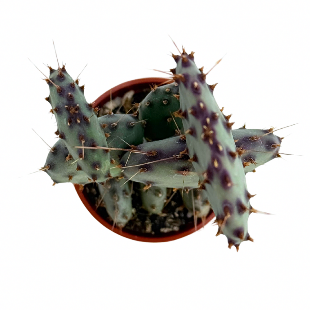 succulent pear Opuntia macrocentra