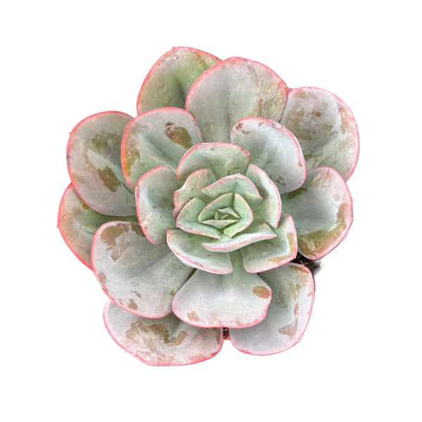 Echeveria Blue Sky - Lazy Gardens