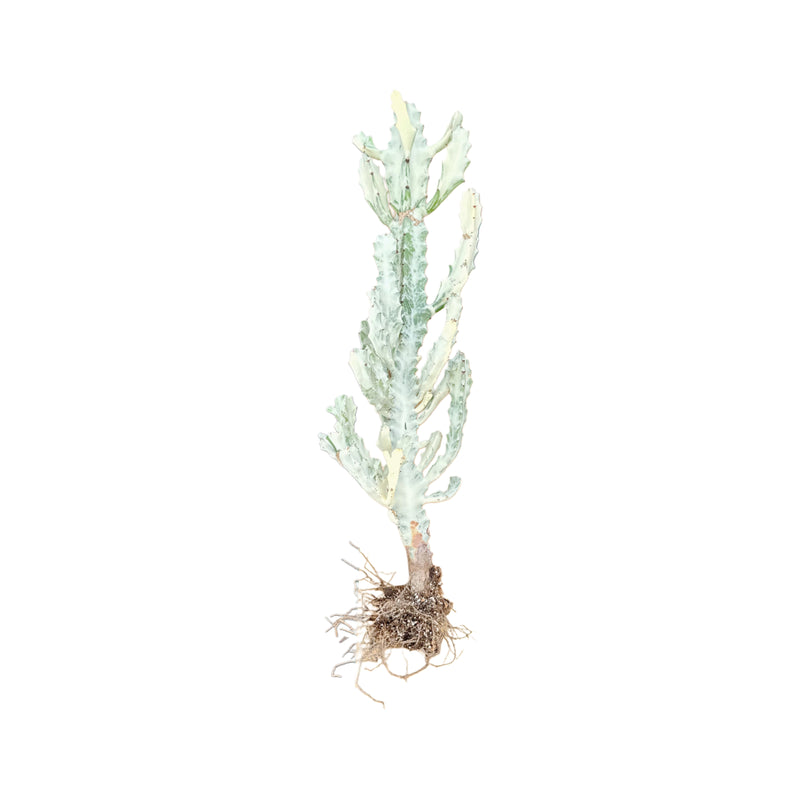 Euphorbia Lactea Variegata
