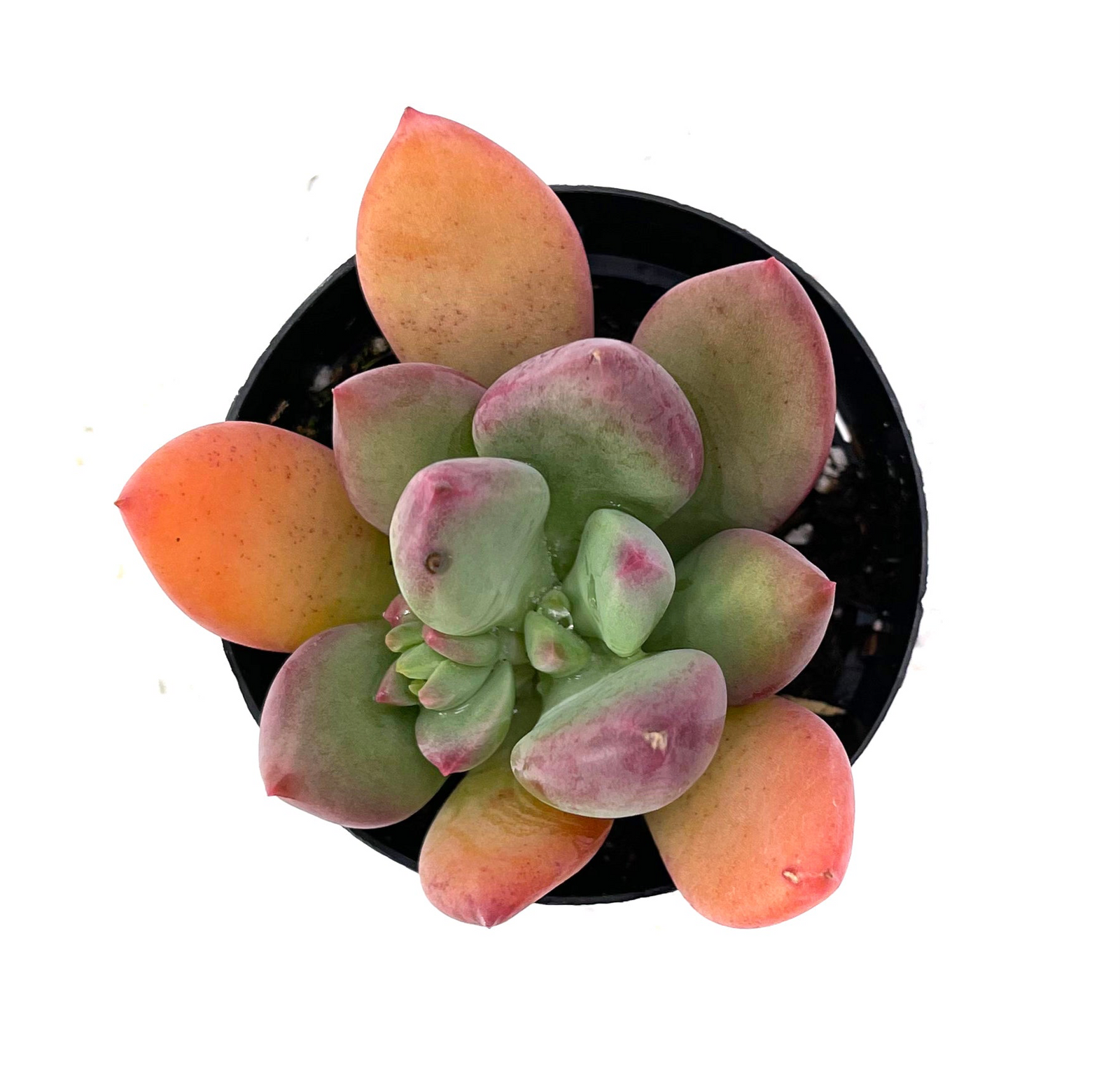 royal flush succulent care Pachyveria 'Royal Flush' – Lazy Gardens