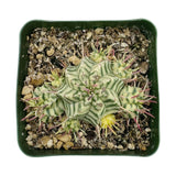 Euphorbia meloformis Variegata | Variegated Melon Spurge