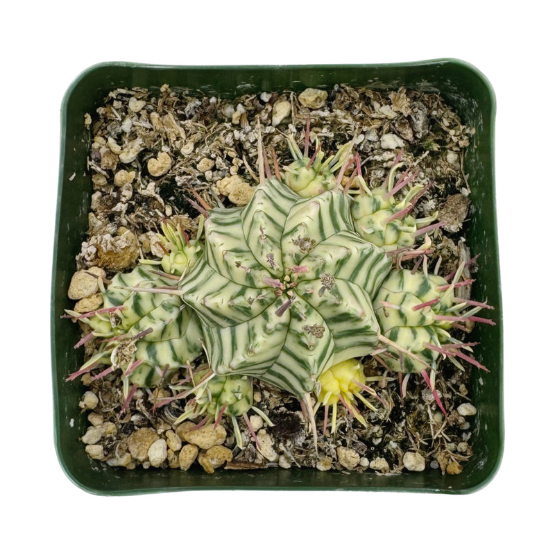 Euphorbia meloformis Variegata | Variegated Melon Spurge