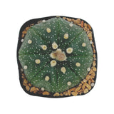 Astrophytum asterias | Sand dollar cactus cultivar ‘Spotted’ for sale by Lazy Gardens. USA grown. 