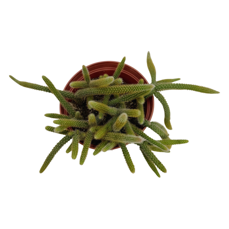 Hildewintera Aureispina | Rat Tail Cactus