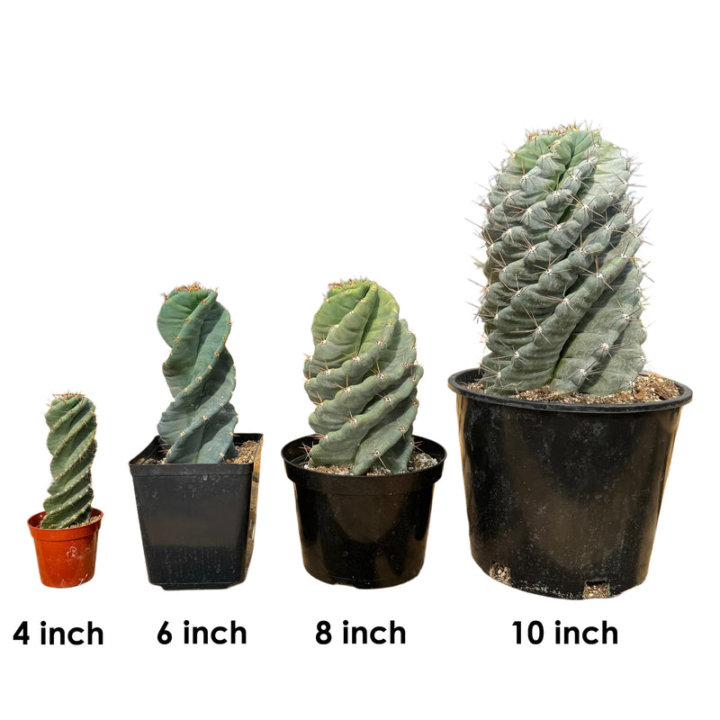 spiral succulent plants for sale Cereus forbesii Spiralis
