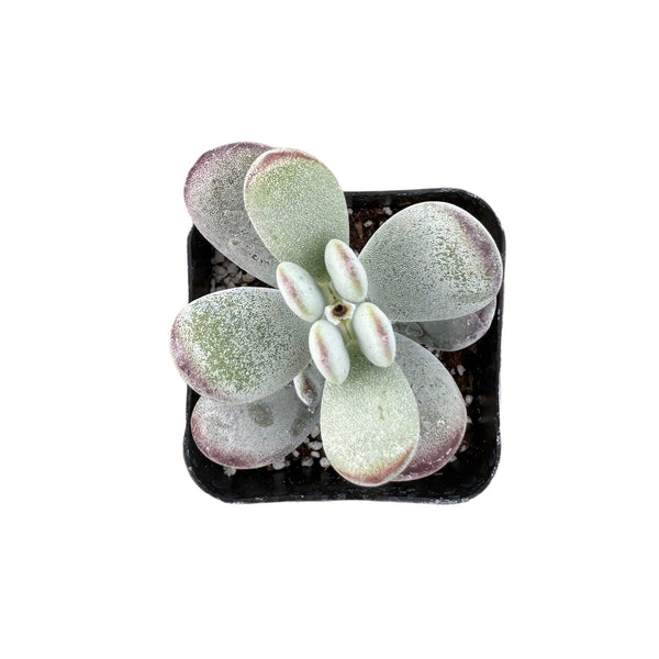 Cotyledon orbiculata 'Ping Pong' - Lazy Gardens
