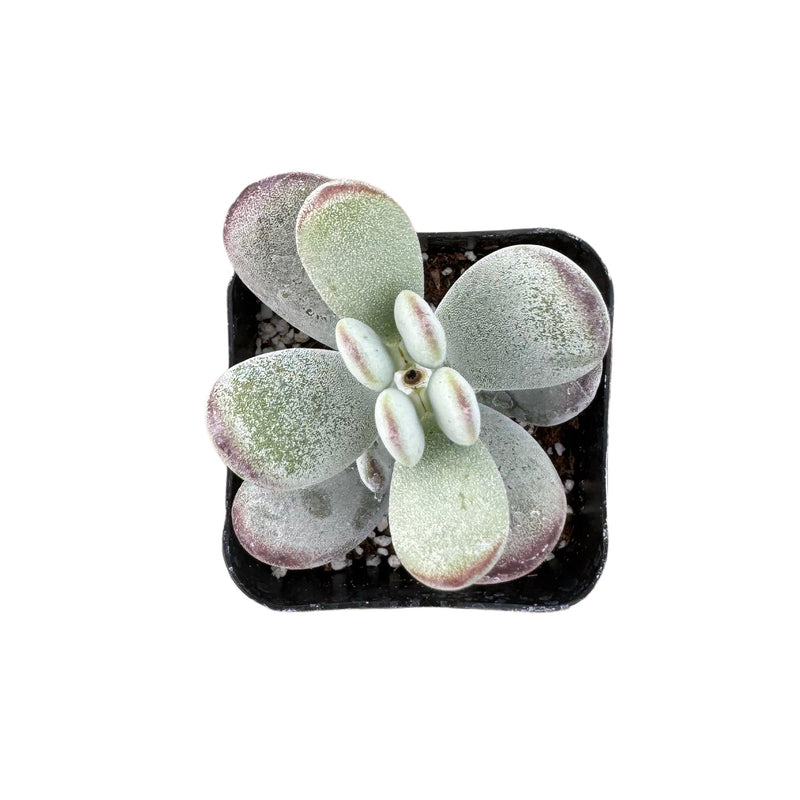 Cotyledon orbiculata 'Ping Pong' - Lazy Gardens
