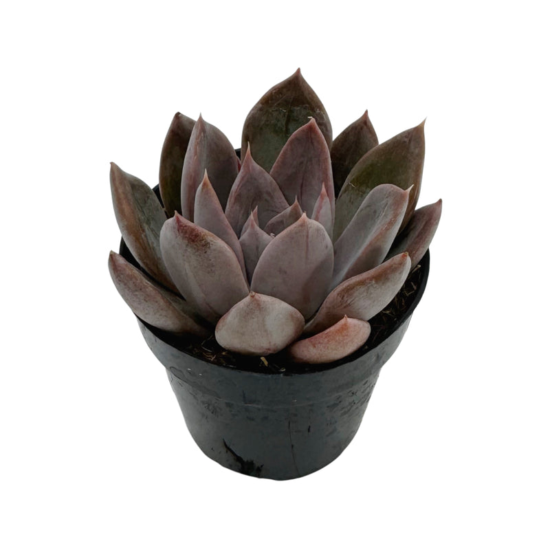 silver prince succulent Echeveria SIlver Queen – Lazy Gardens