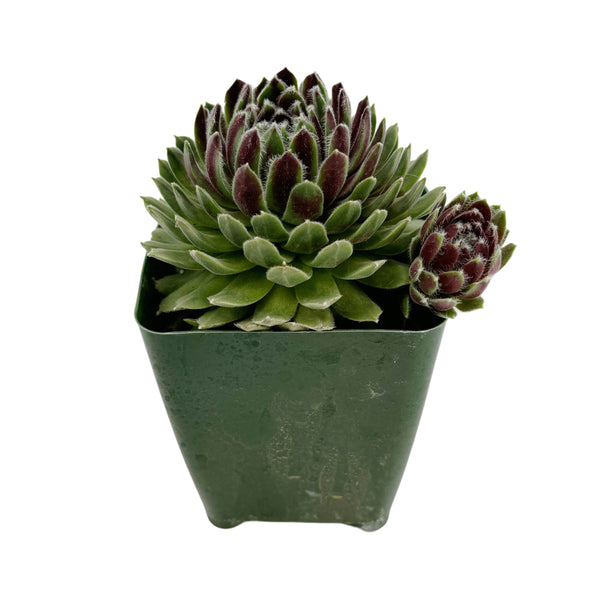 Sempervivum Hey Hey