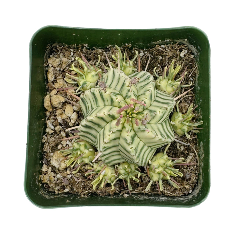 Euphorbia meloformis Variegata | Variegated Melon Spurge