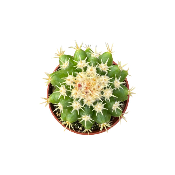 Echinocactus grusonii intermedius | Short spined Golden Barrel Cactus - Lazy Gardens