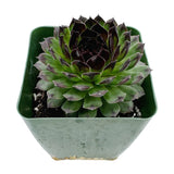 Sempervivum Reinhardt