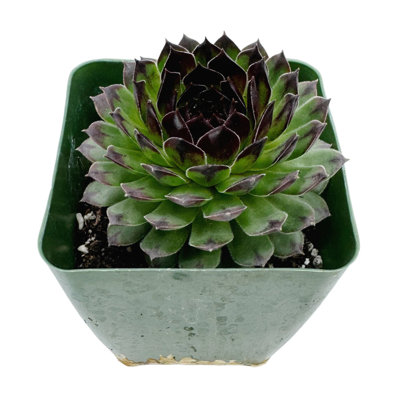 Sempervivum Reinhardt