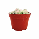 Euphorbia Mammillaris Variegata | Corn Cob Cactus Variegated