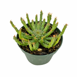 Euphorbia Flanaganii | Medusa Plant