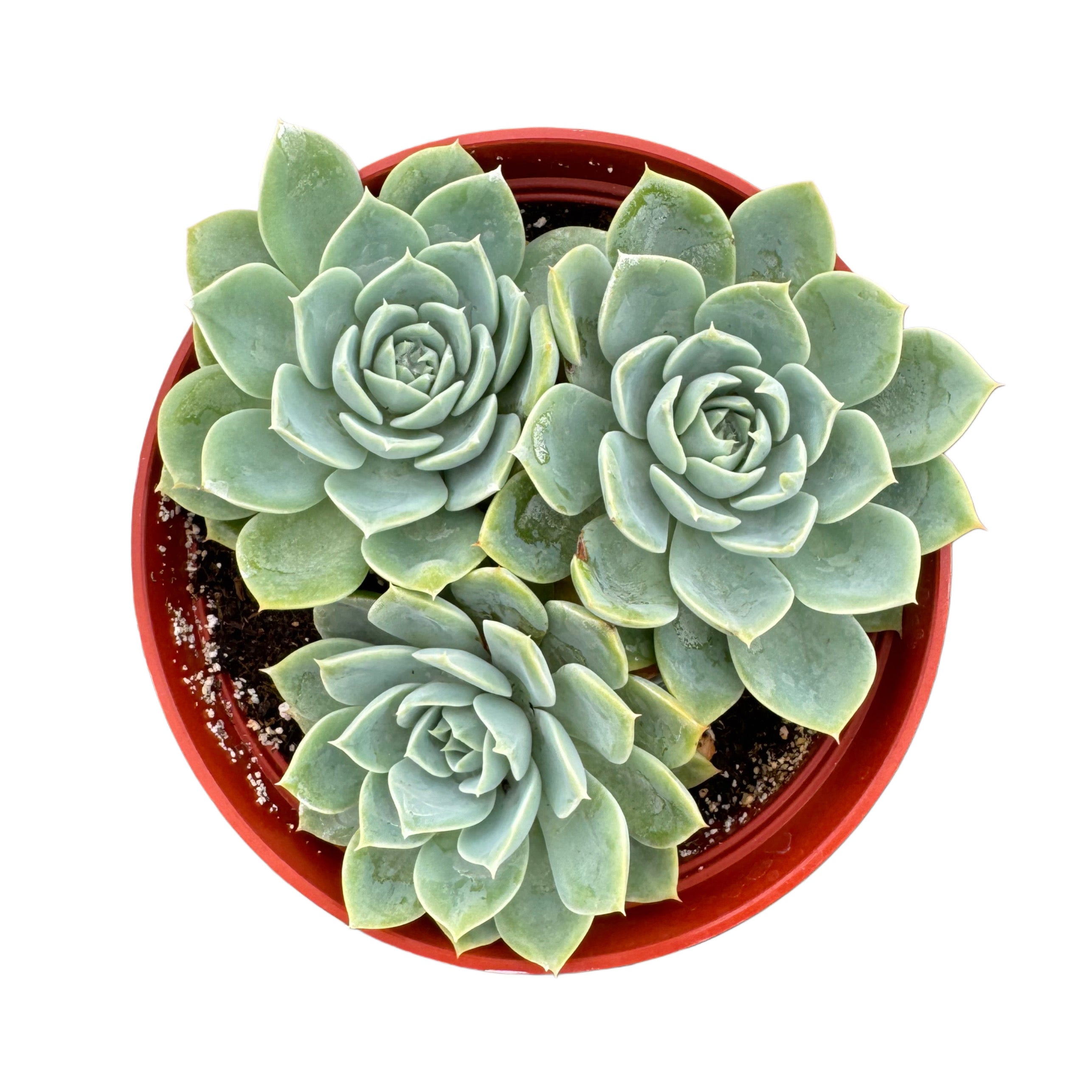 blue atoll succulent Echeveria Blue Atoll – Lazy Gardens