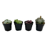 Assorted Split Rocks - Lazy Gardens