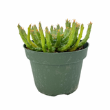 Euphorbia Flanaganii | Medusa Plant