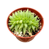 Echeveria Agavoides Cristata | Crested Wax Plant - Lazy Gardens