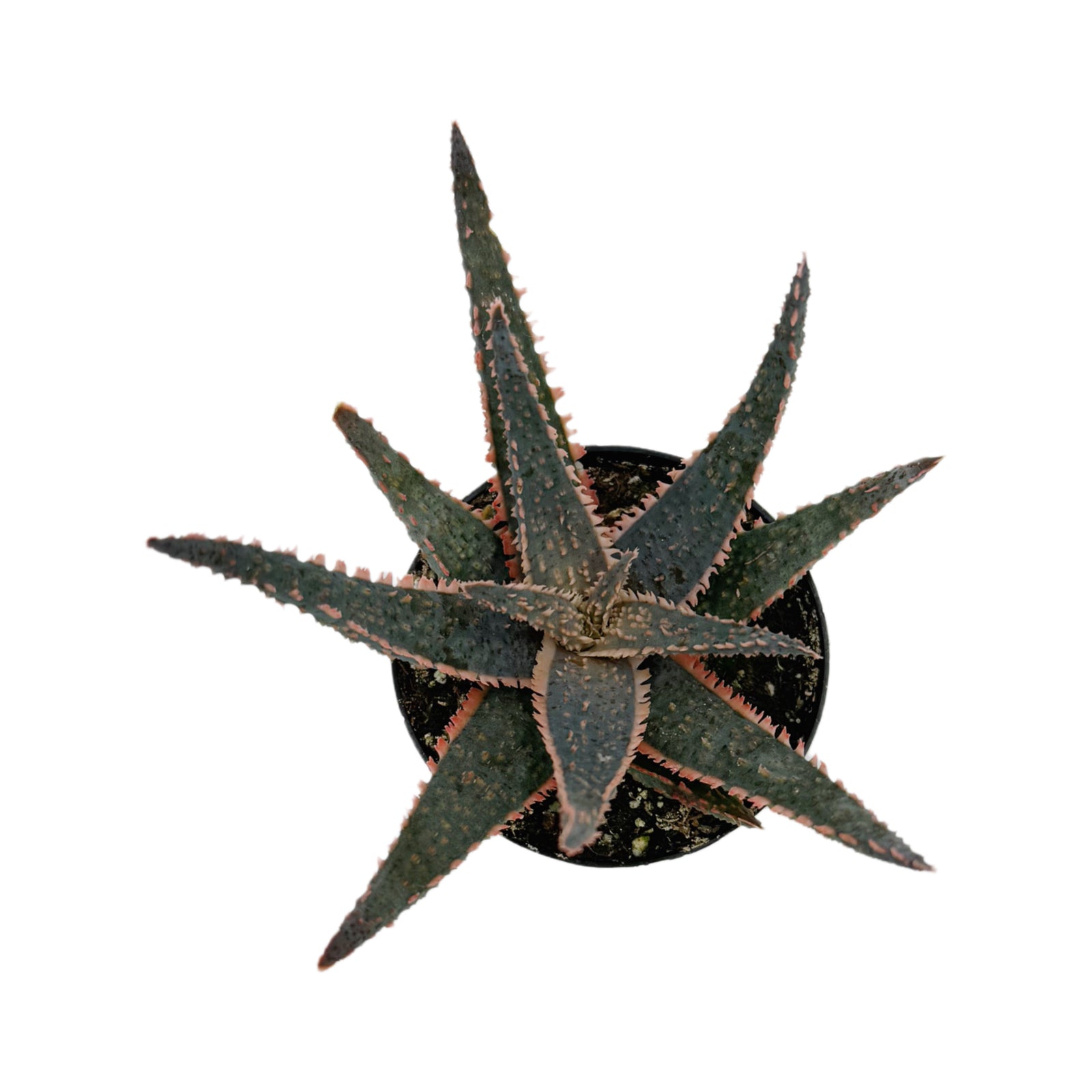 aloe様 Aloe Purple Haze | Star Aloe – Lazy Gardens