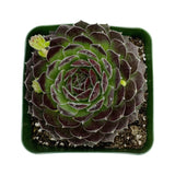 Sempervivum Melanie
