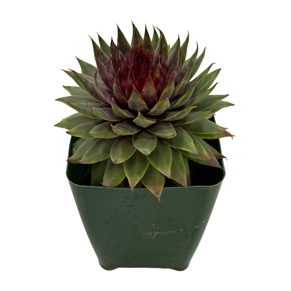Sempervivum Red Beauty