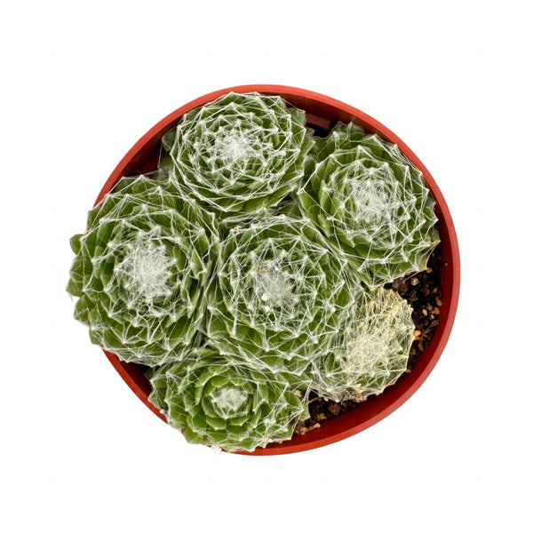 Sempervivum Cobweb | Cobweb Hen’s & Chicks - Lazy Gardens