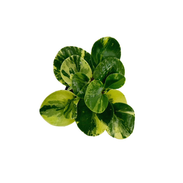 Peperomia Obtusifolia Variegata | Baby Rubber Plant Variegated - Lazy Gardens